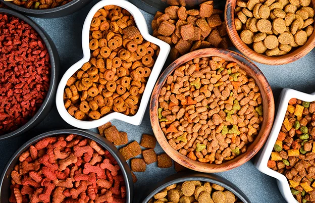 pet food in bowls